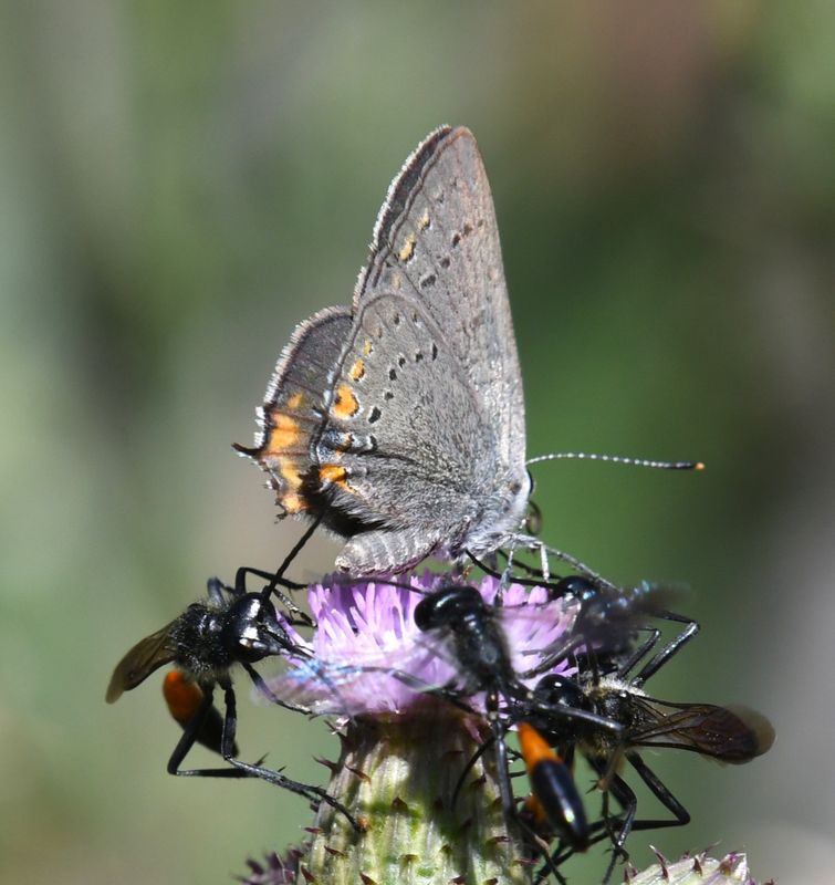 California Hairstreak: Satyrium californica