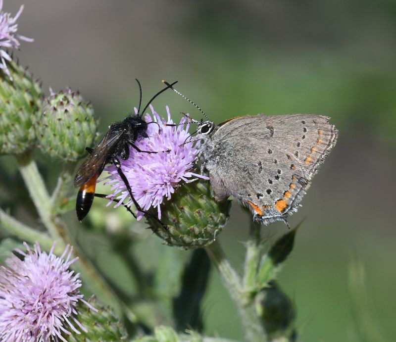 California Hairstreak: Satyrium californica and Wasp