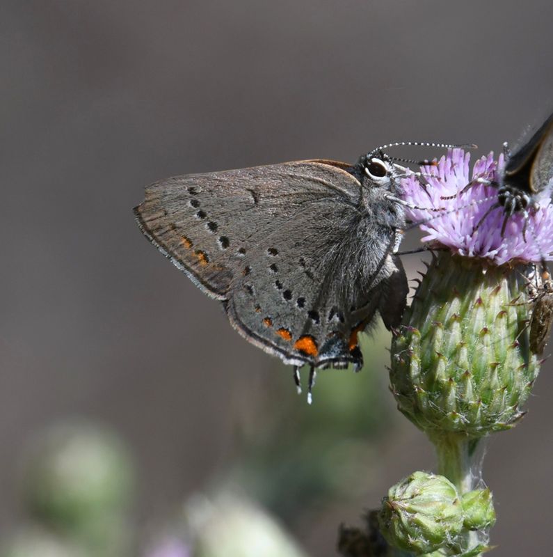 California Hairstreak: Satyrium californica