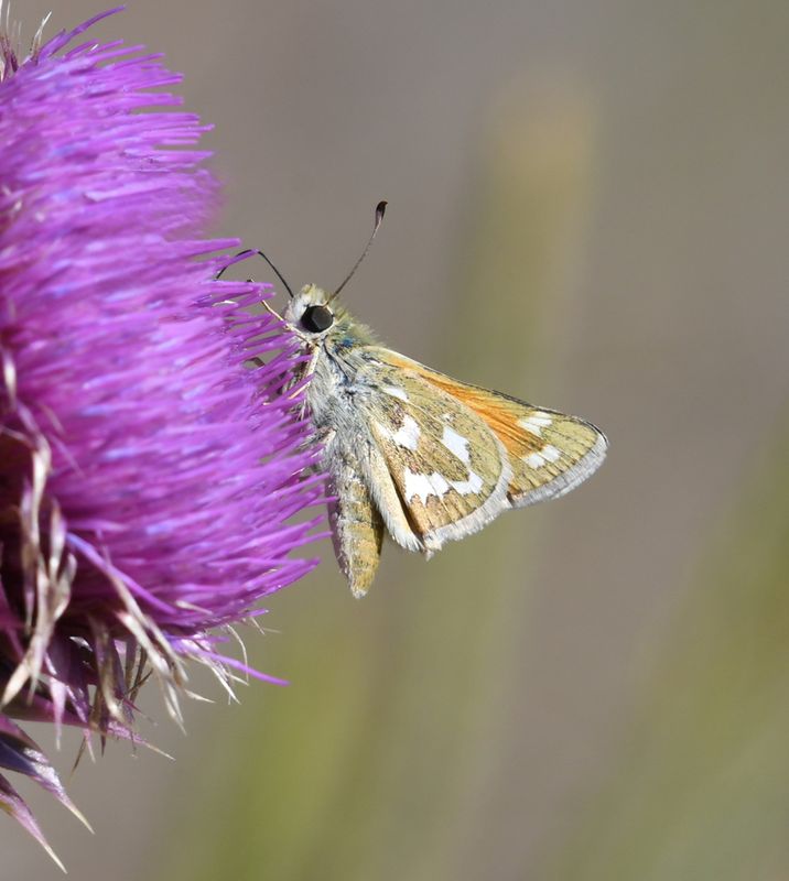 Western Branded Skipper: Hesperia colorado