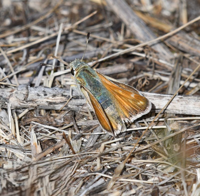 Western Branded Skipper: Hesperia colorado