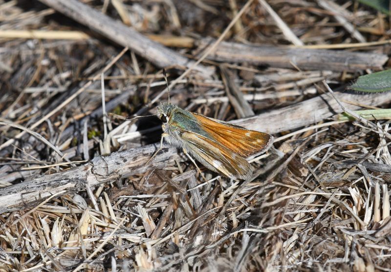 Western Branded Skipper: Hesperia colorado