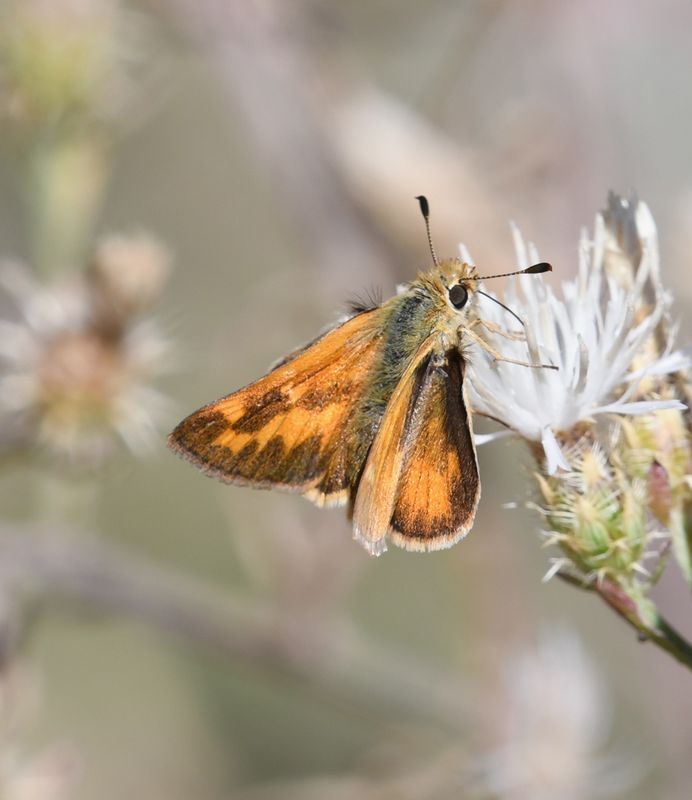 Juba Skipper: Hesperia juba