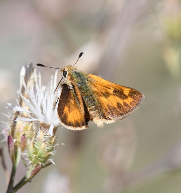 Juba Skipper: Hesperia juba