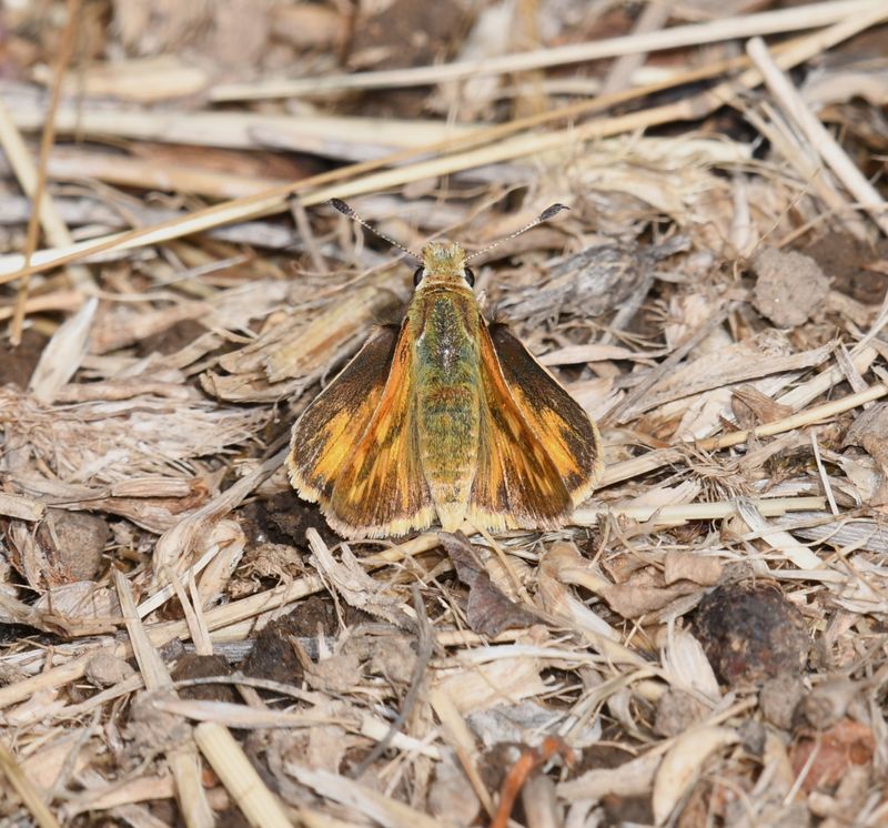 Juba Skipper: Hesperia juba