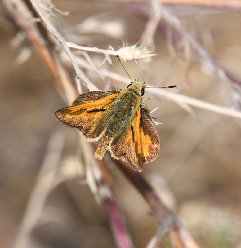 Juba Skipper: Hesperia juba