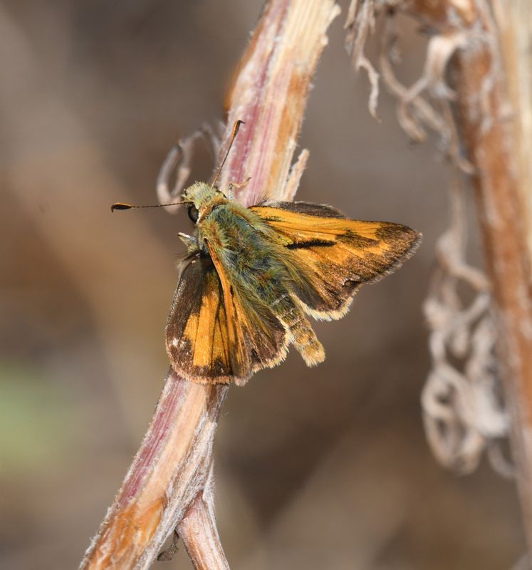 Juba Skipper: Hesperia juba