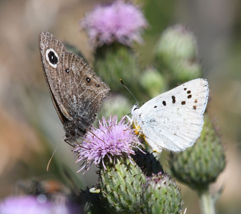 Dark Wood Nymph: Cercyonis oetus and Blue Copper: Lycaena heteronea