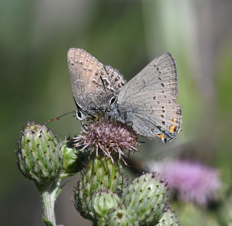 Behr's Hairstreak: Satyrium behrii and California Hairstreak: Satyrium californica