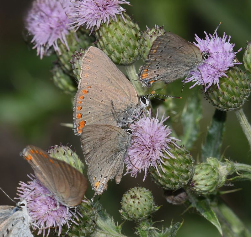 Coral Hairstreak: Satyrium titus and California Hairstreak: Satyrium californica