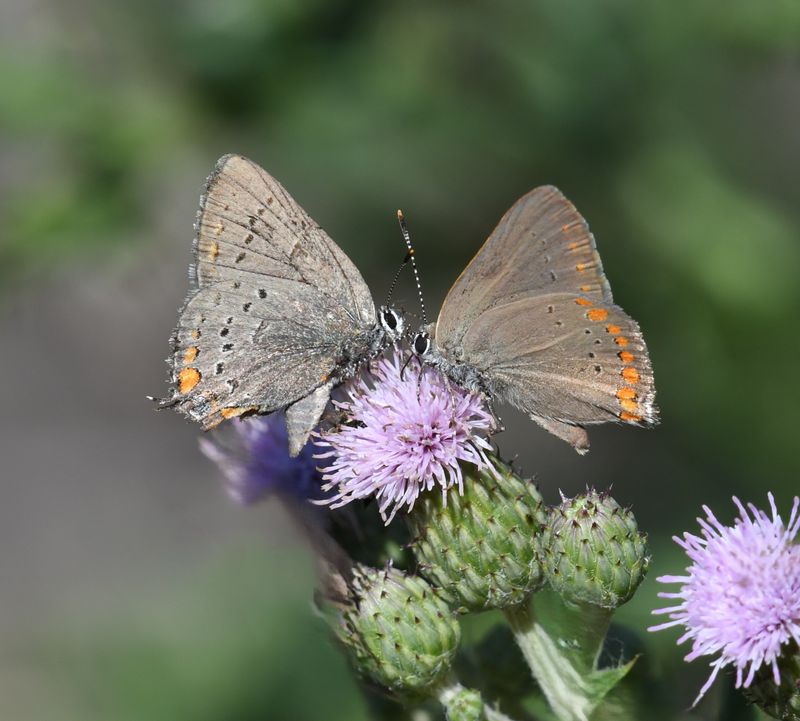 California Hairstreak: Satyrium californica and Coral Hairstreak: Satyrium titus