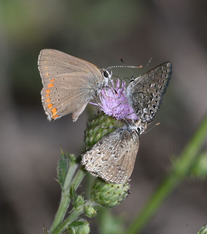 Coral Hairstreak: Satyrium titus and Behr's Hairstreak: Satyrium behrii