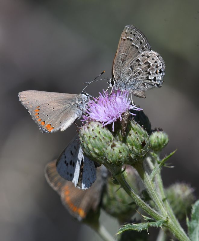 Hairstreak, Behr's
