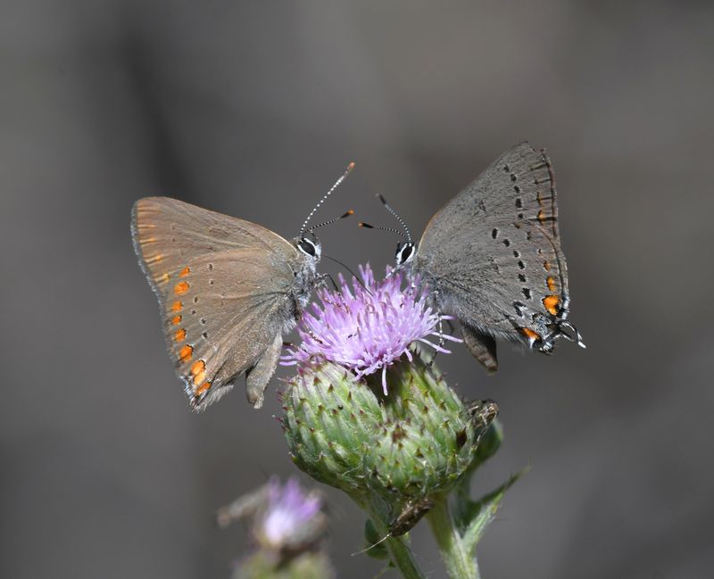 Hairstreak, California