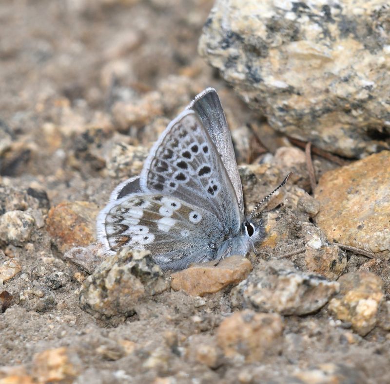 Arctic Blue: Agriades glandon