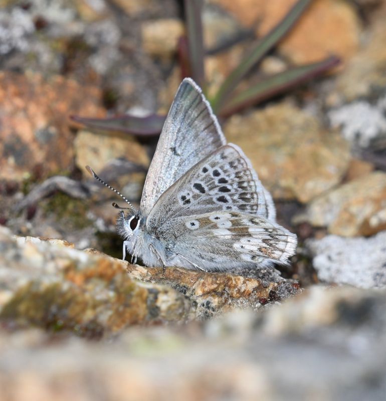 Arctic Blue: Agriades glandon