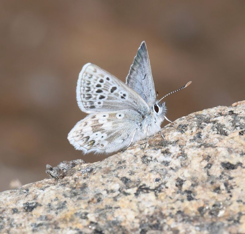 Arctic Blue: Agriades glandon