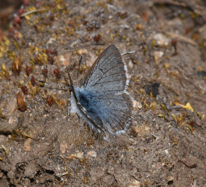 Arctic Blue: Agriades glandon