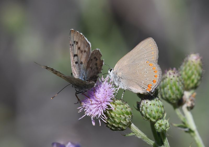 Coral Hairstreak: Satyrium titus and Blue Copper: Lycaena heteronea