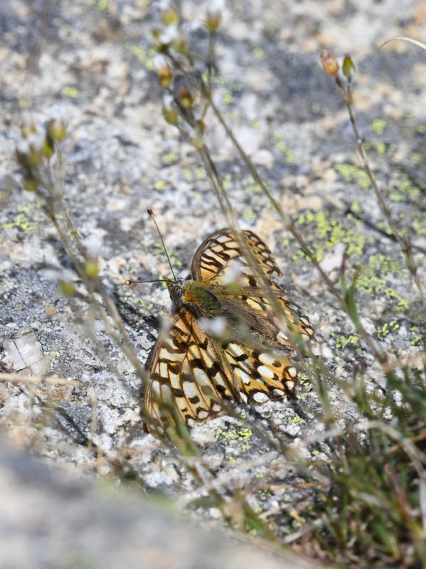 Callippe Fritillary: Speyeria callippe