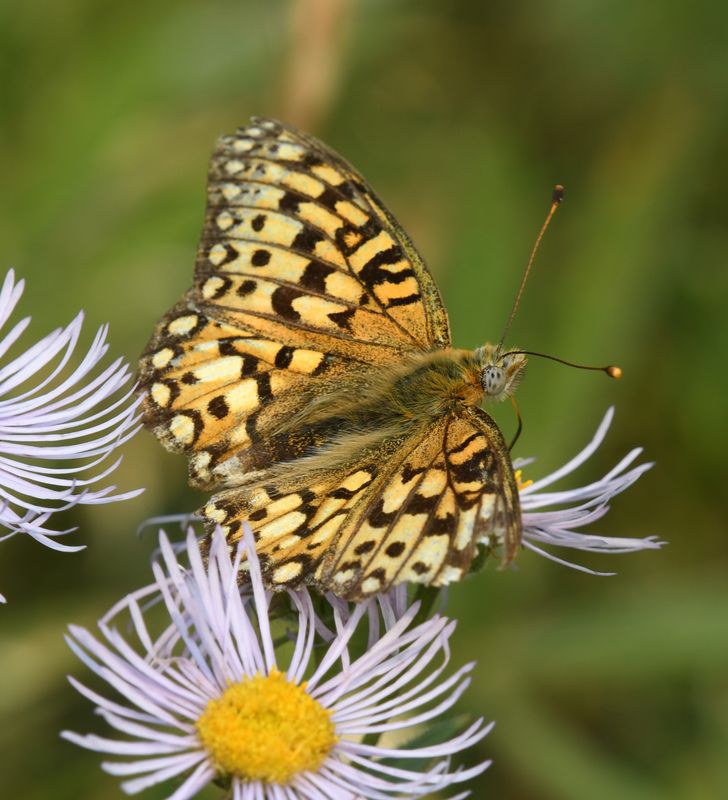 Callippe Fritillary: Speyeria callippe