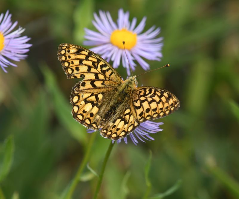 Callippe Fritillary: Speyeria callippe