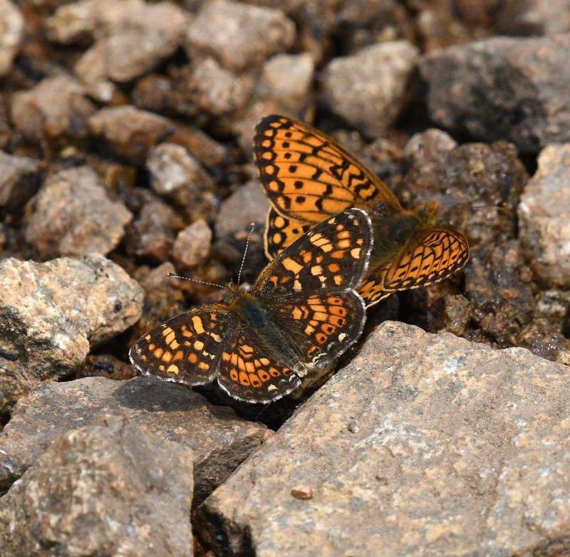 Field Crescent: Phyciodes pulchella