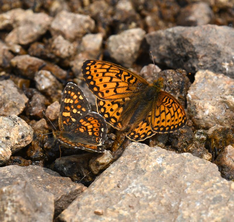 Field Crescent: Phyciodes pulchella and Mormon Fritillary: Speyeria mormonia