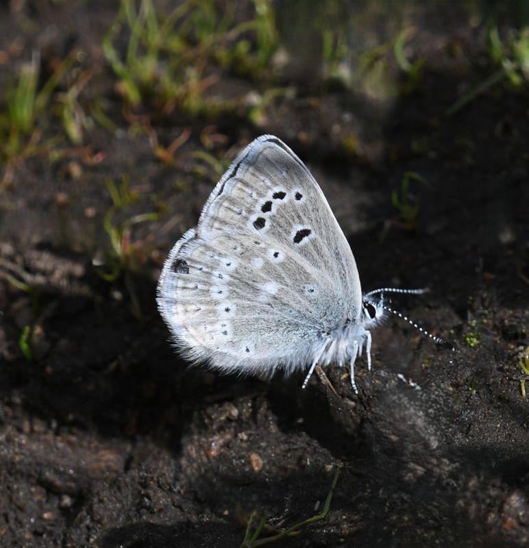 Boisduval's Blue: Icaricia icarioides