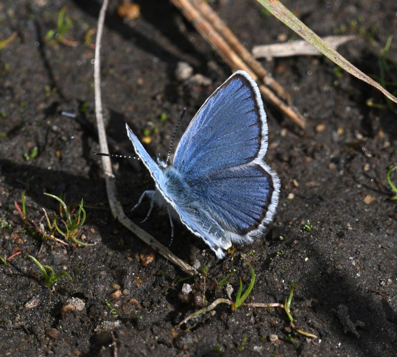 Boisduval's Blue: Icaricia icarioides