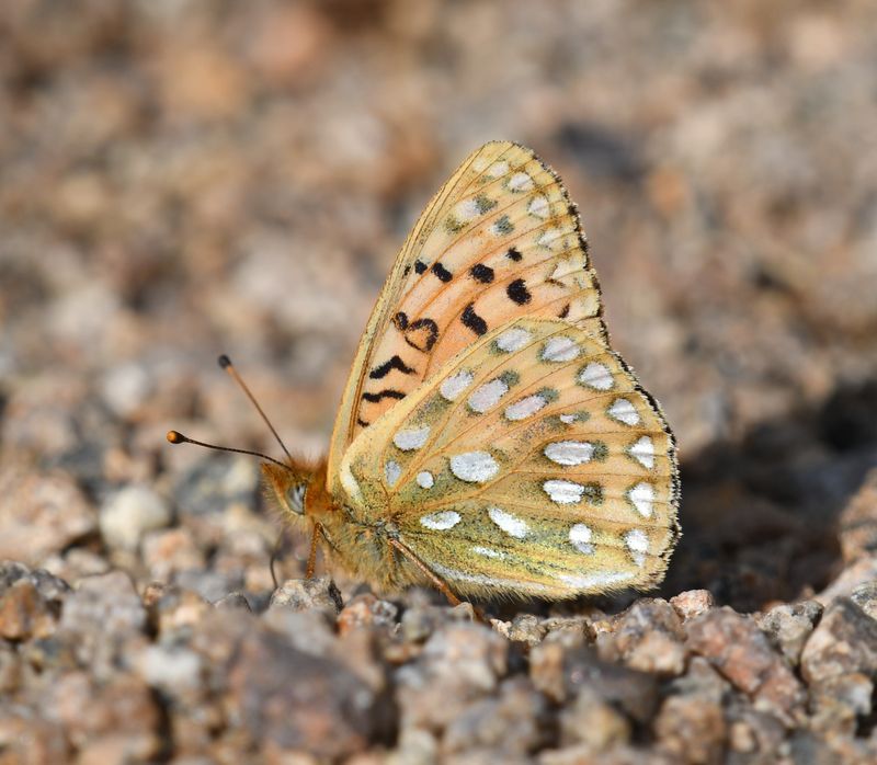 Mormon Fritillary: Speyeria mormonia