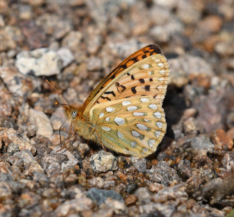 Mormon Fritillary: Speyeria mormonia