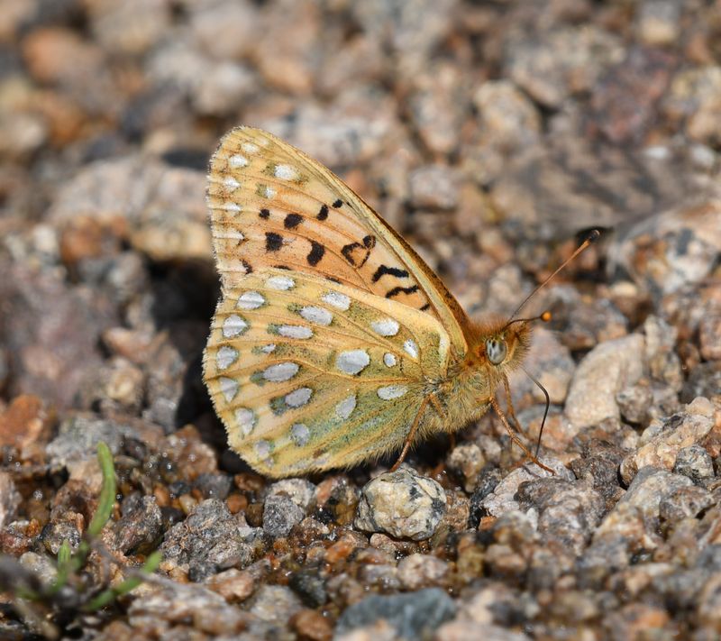 Mormon Fritillary: Speyeria mormonia
