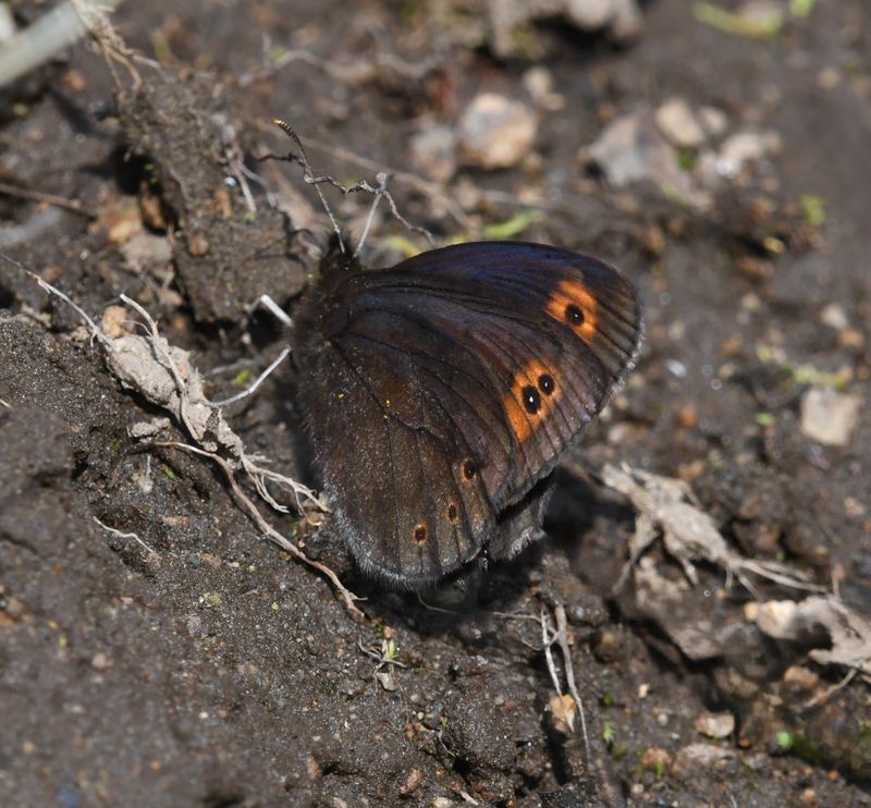 Butler's Alpine: Erebia epipsodea