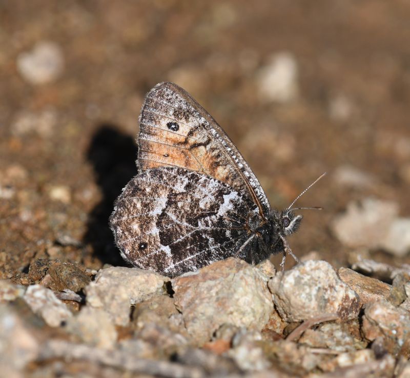 Chryxus Arctic: Oeneis chryxus