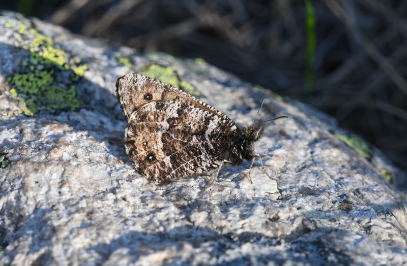 Chryxus Arctic: Oeneis chryxus
