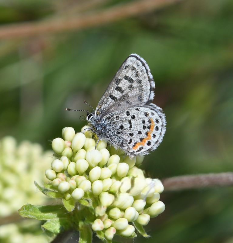 Cascadia Blue: Euphilotes heracleoides