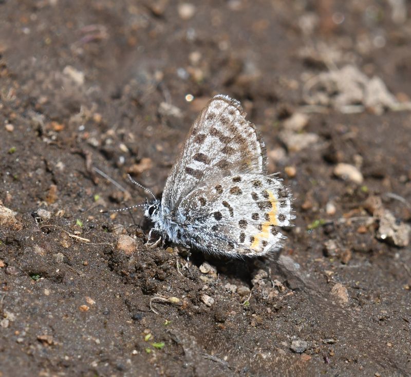 Cascadia Blue: Euphilotes heracleoides