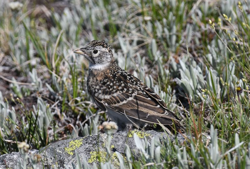 Horned Lark