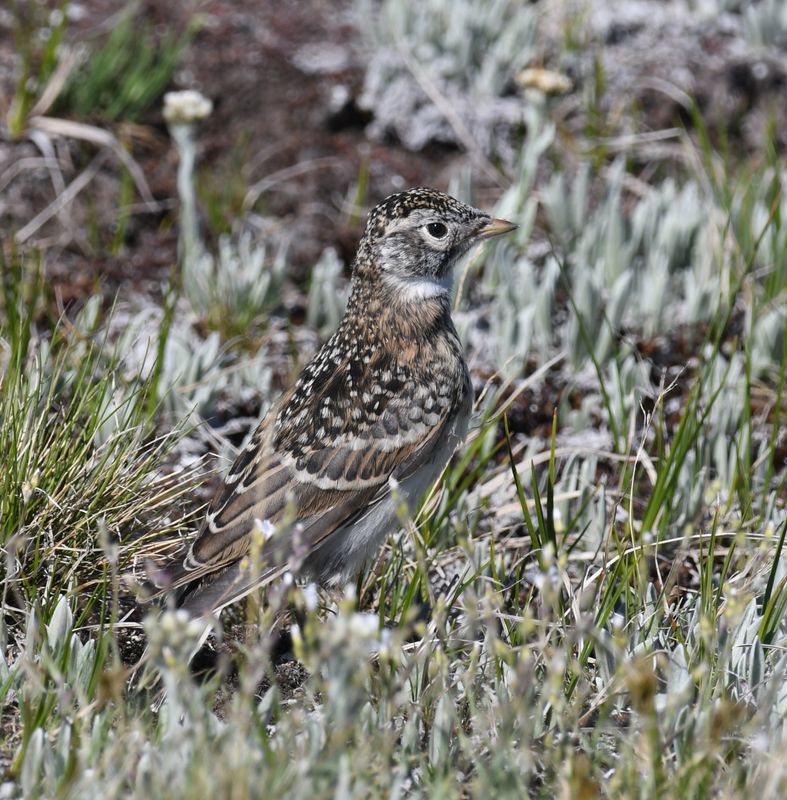 Horned Lark