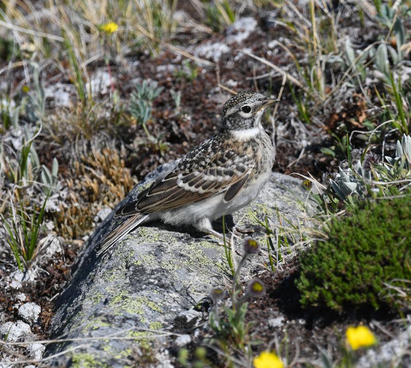 Horned Lark