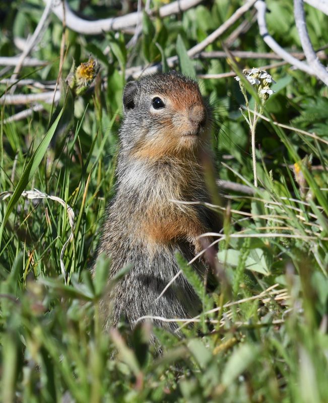 Columbian Ground Squirrel