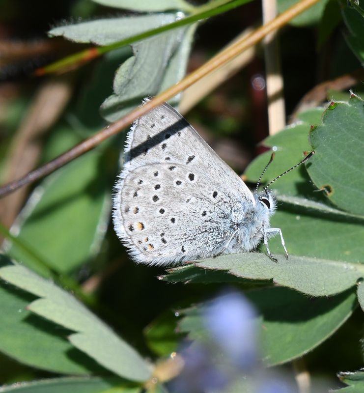 Greenish Blue: Icaricia saepiolus