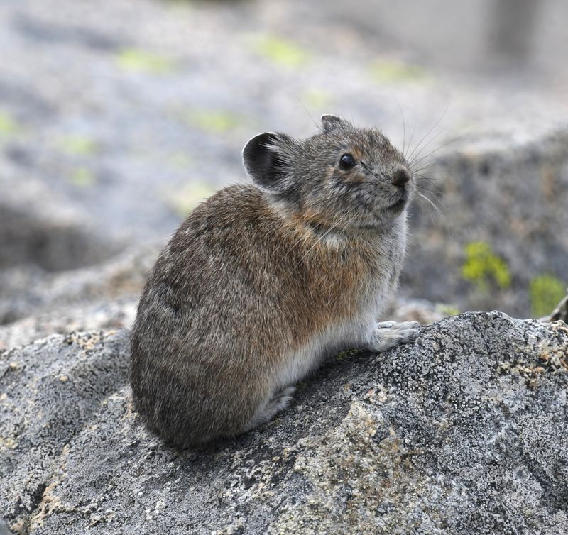 Pika