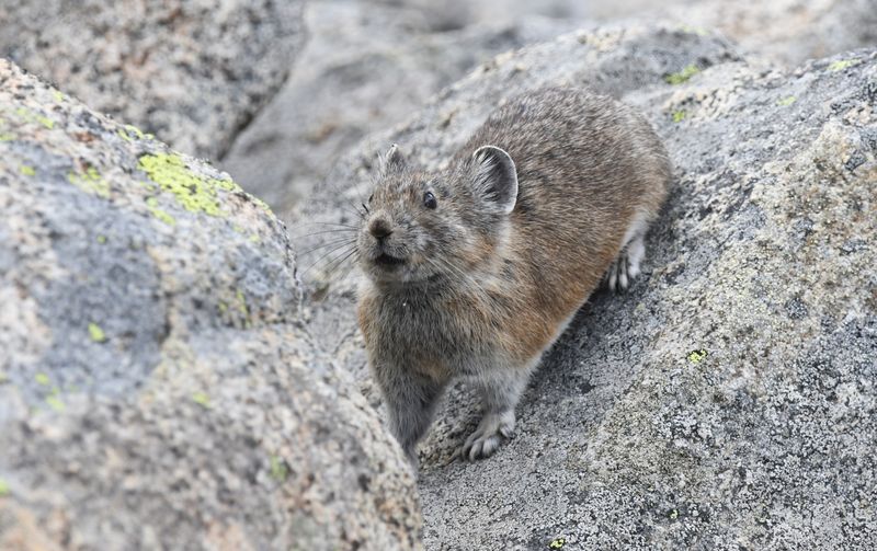 Pika