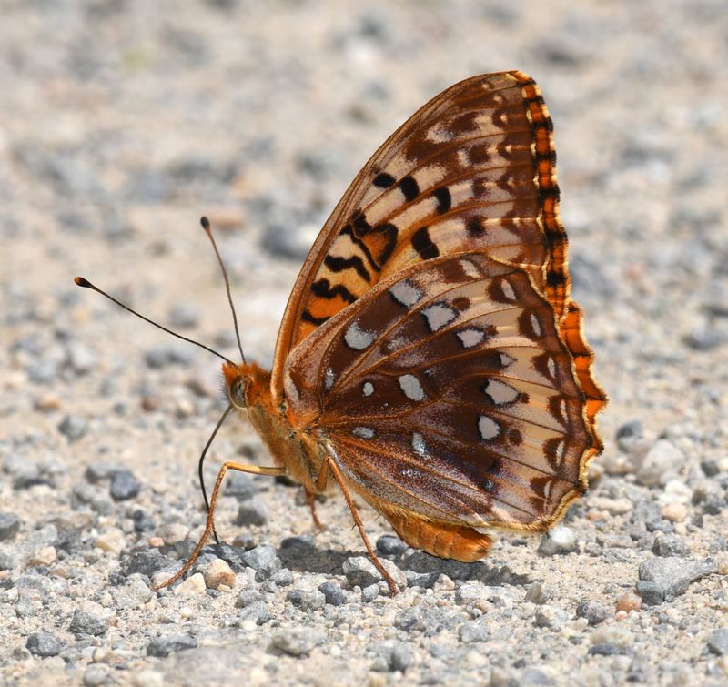 Great Spangled Fritillary: Speyeria cybele