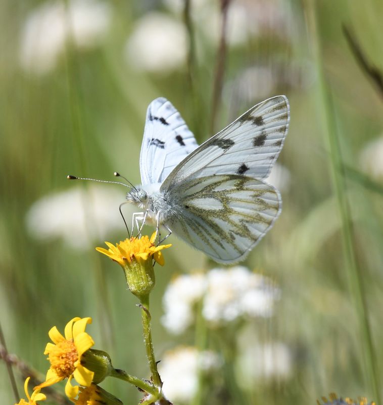 Western White: Pontia occidentalis