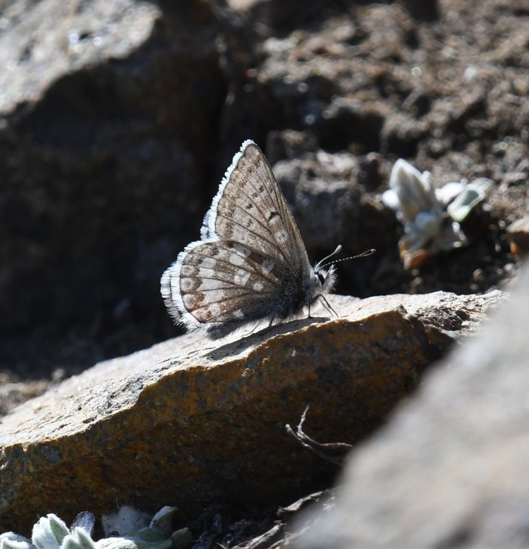 Arctic Blue: Agriades glandon