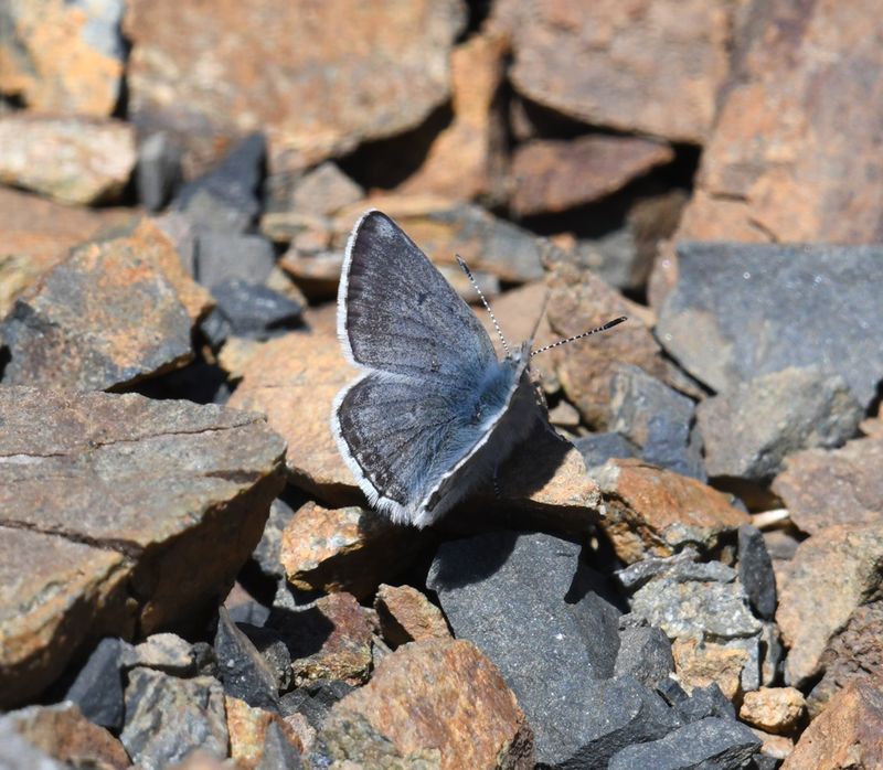 Arctic Blue: Agriades glandon