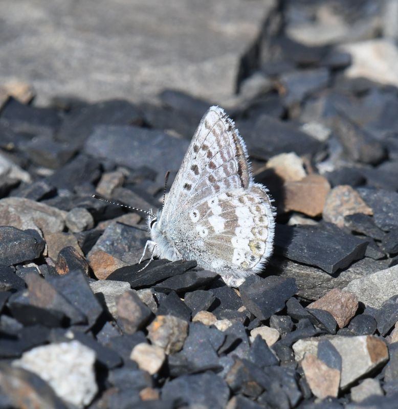 Arctic Blue: Agriades glandon